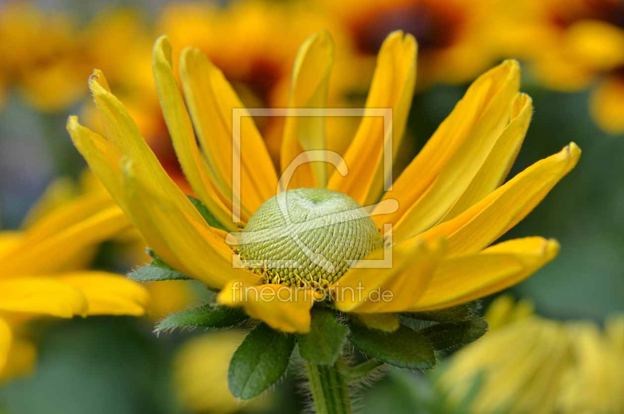 Bild-Nr.: 12741994 Rudbeckia erstellt von Atteloi