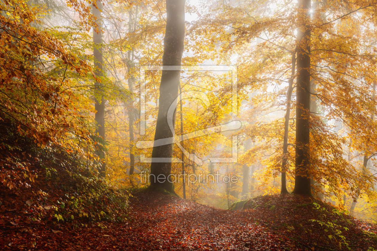 Bild-Nr.: 12743042 Goldener Wald im Nebel erstellt von Daniela Beyer