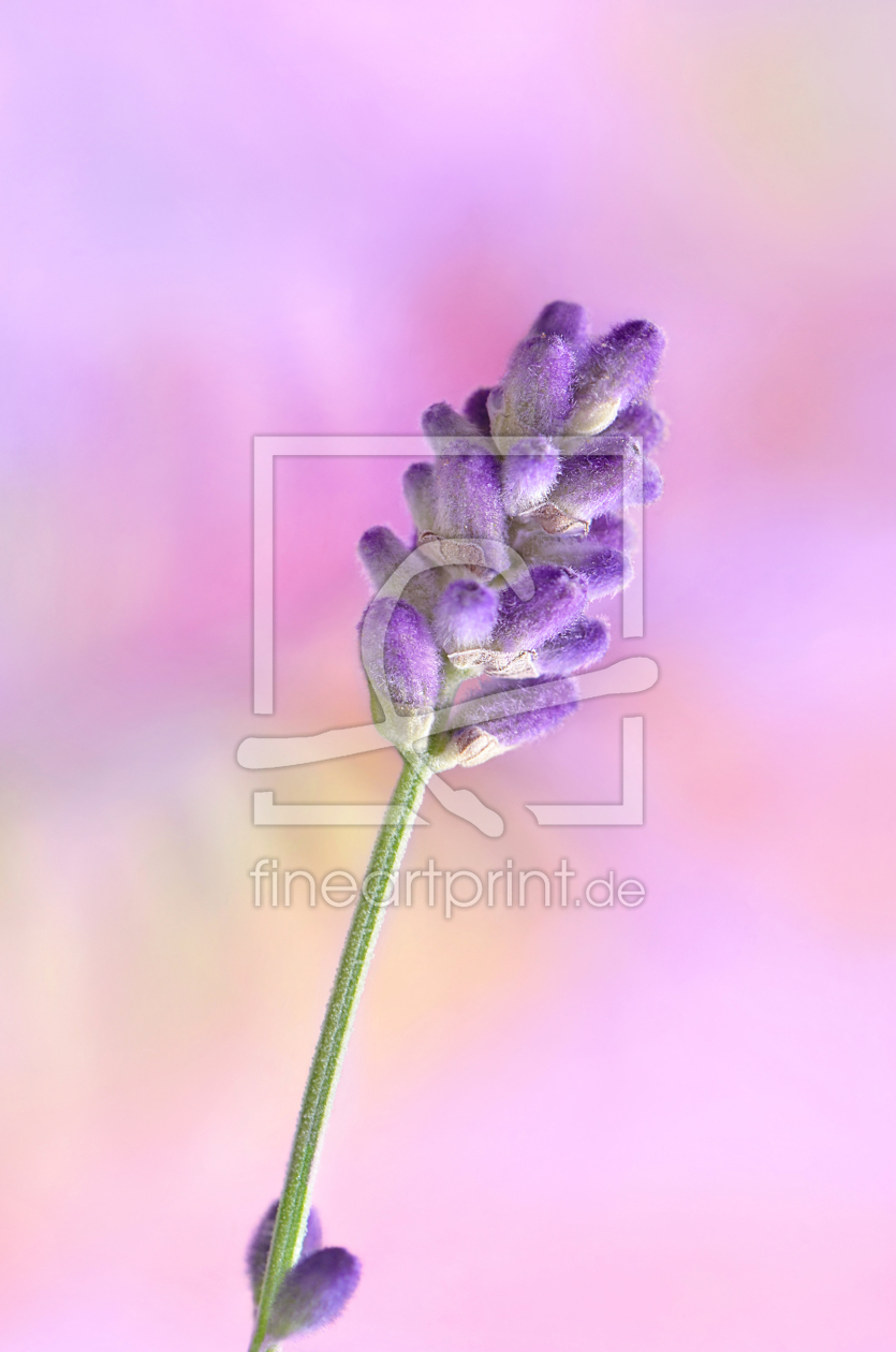 Bild-Nr.: 12747052 Lavendel erstellt von Atteloi