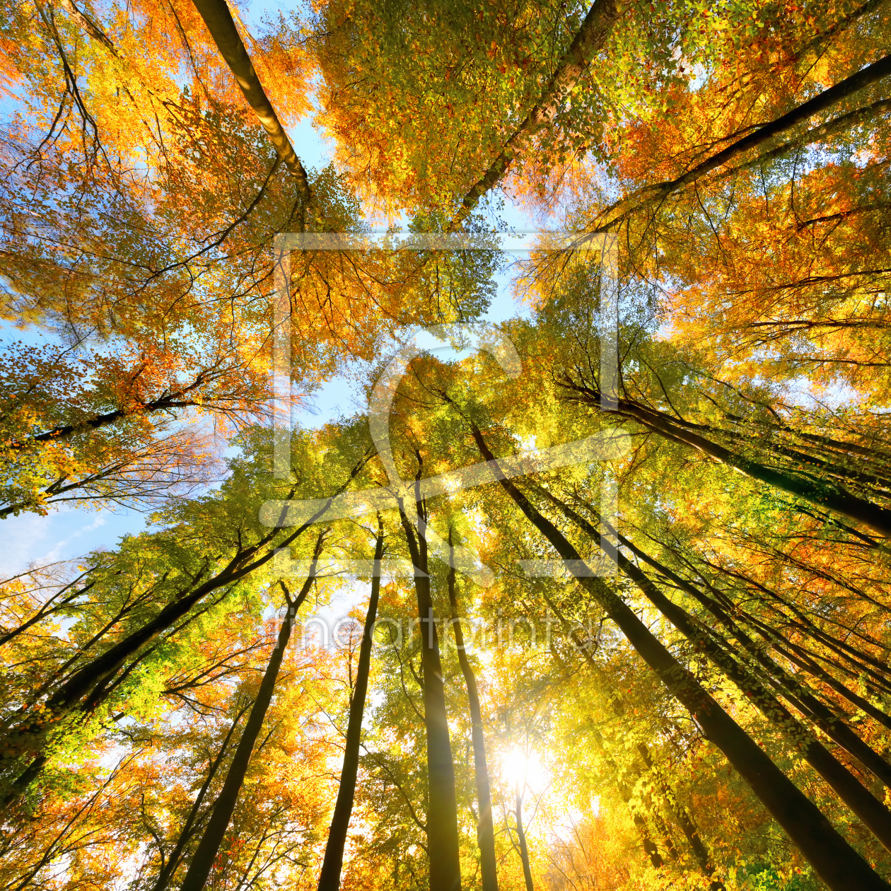 Bild-Nr.: 12749725 Herbstlandschaft mit Blätterdach aus hohen Bäumen erstellt von Smileus