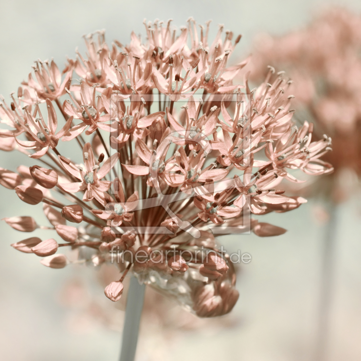Bild-Nr.: 12752054 Allium erstellt von Atteloi