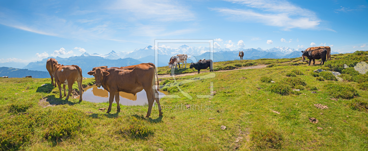 Bild-Nr.: 12759265 Kühe im Berner Oberland erstellt von SusaZoom