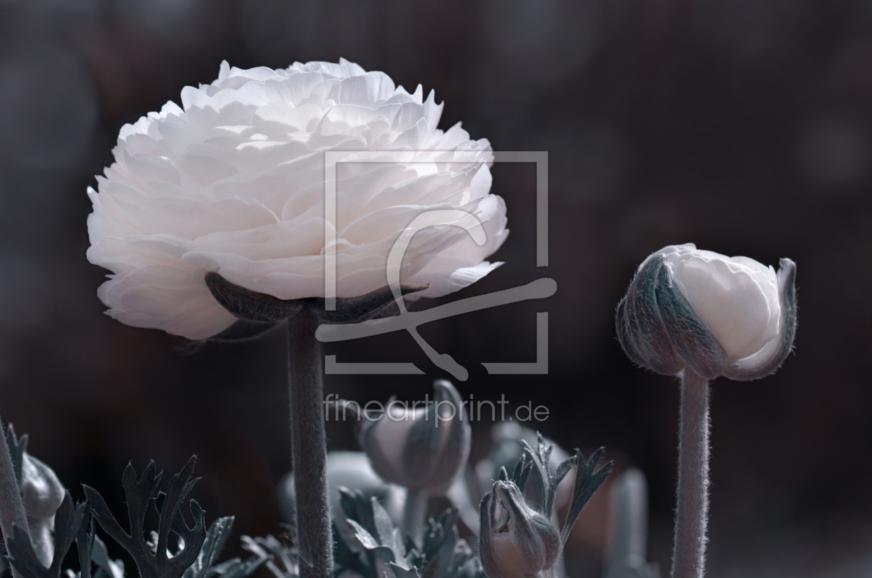 Bild-Nr.: 12760154 Ranunkel erstellt von Atteloi