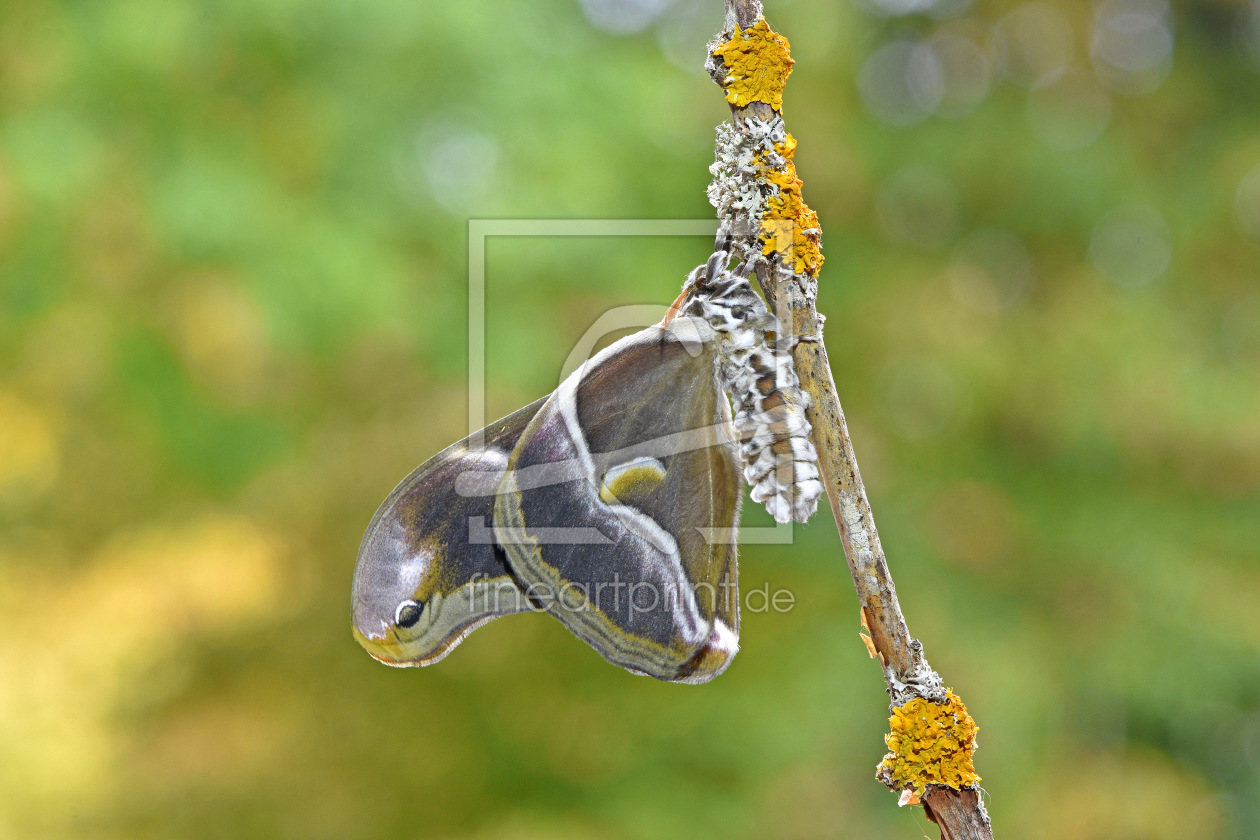 Bild-Nr.: 12760949 Götterbaumspinner erstellt von GUGIGEI