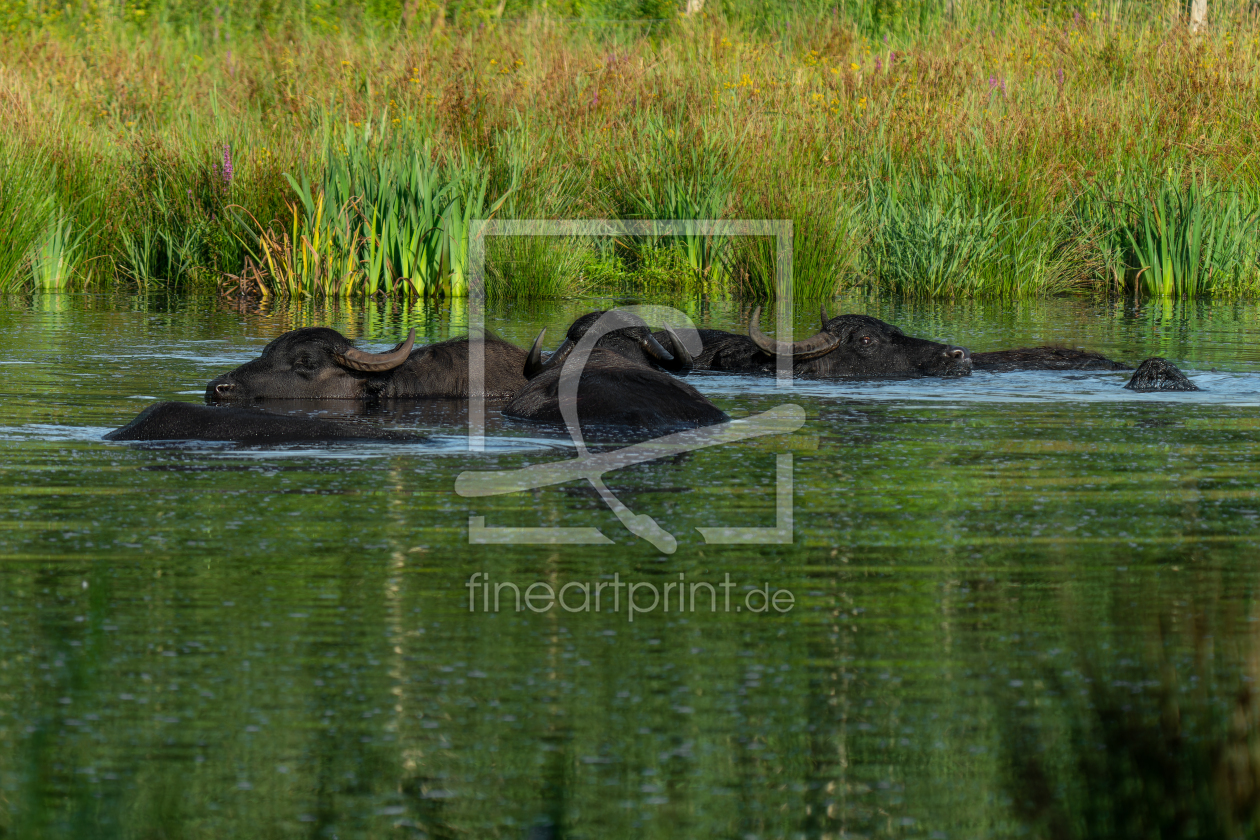 Bild-Nr.: 12761190 Eine Gruppe Wasserbüffel beim baden erstellt von volker heide