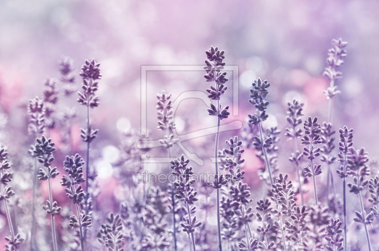 Bild-Nr.: 12771999 Lavendel erstellt von Atteloi