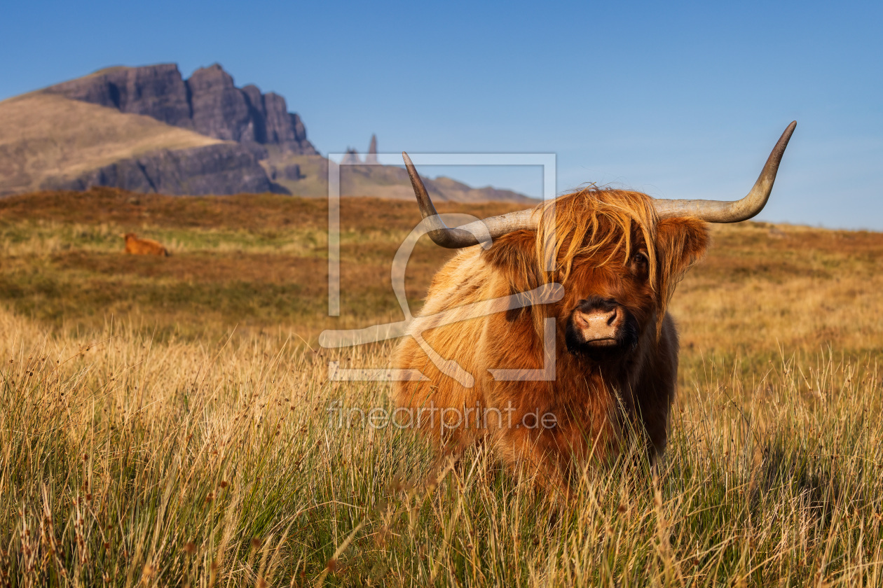 Bild-Nr.: 12777333 Highland-Cattle vor Old Man of Storr erstellt von Daniela Beyer