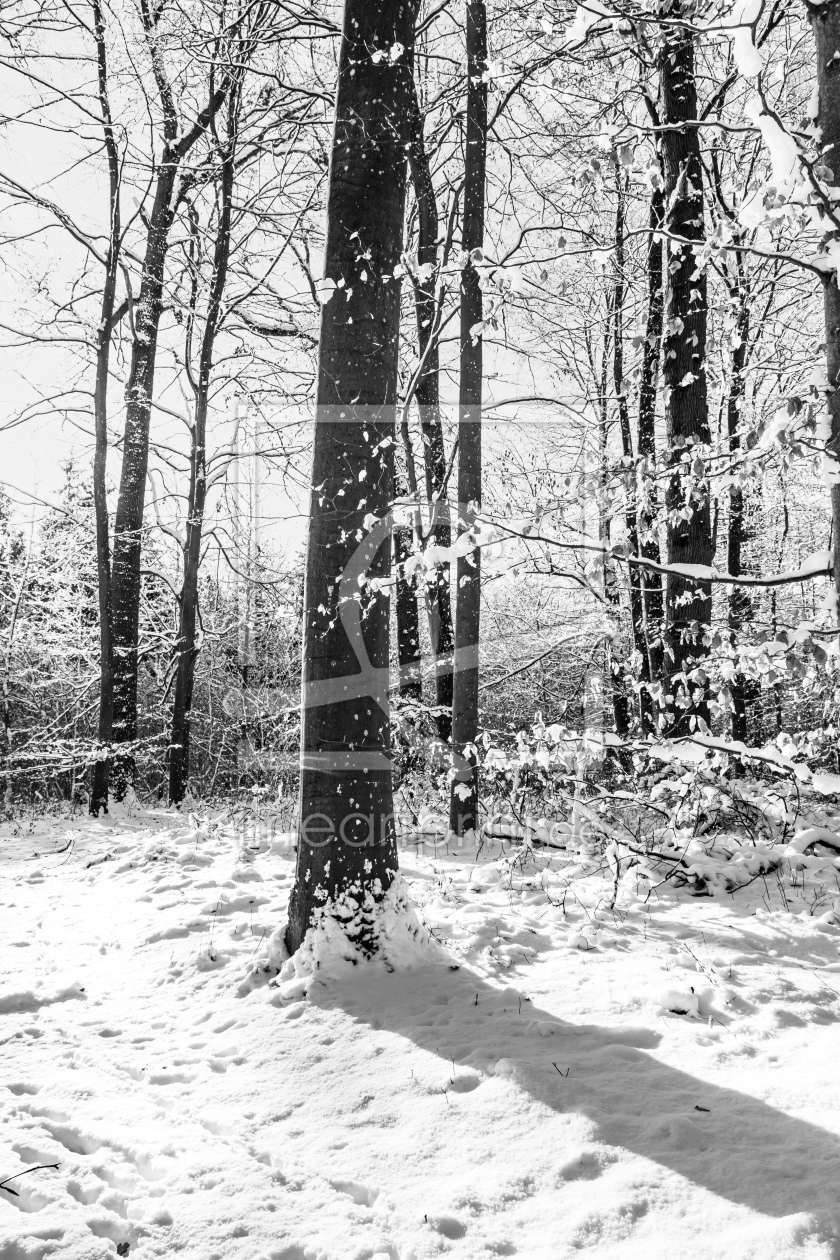 Bild-Nr.: 12784342 Verschneiter Wald erstellt von Ursula Reins