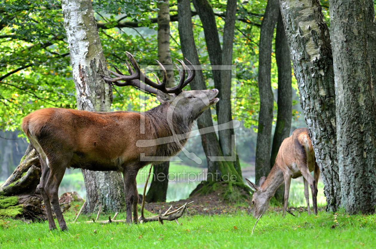 Bild-Nr.: 12788417 Brunft erstellt von Ostfriese
