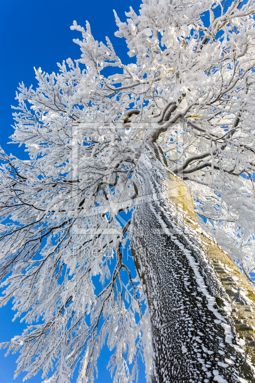 Bild-Nr.: 12799848 Schneekrone erstellt von Daniela Beyer
