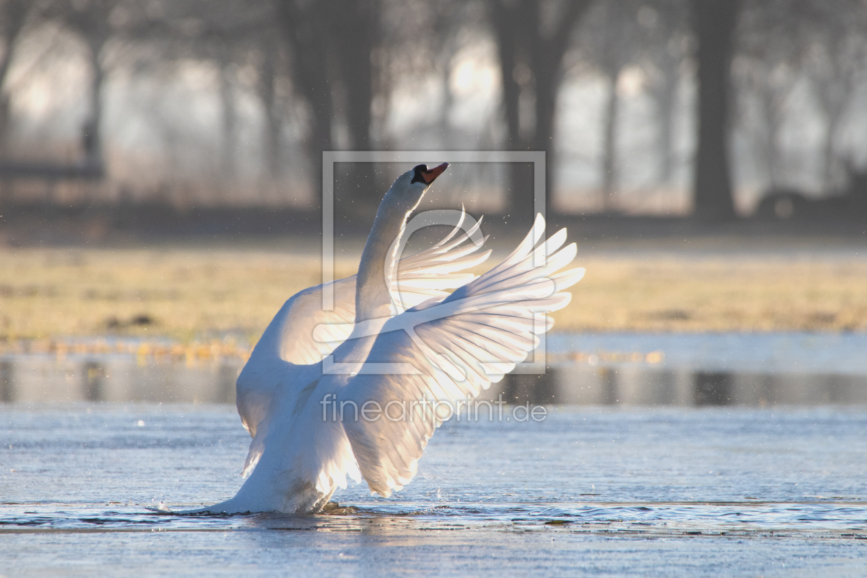 Bild-Nr.: 12802961 Schwan am Tanzen erstellt von Tanja Riedel