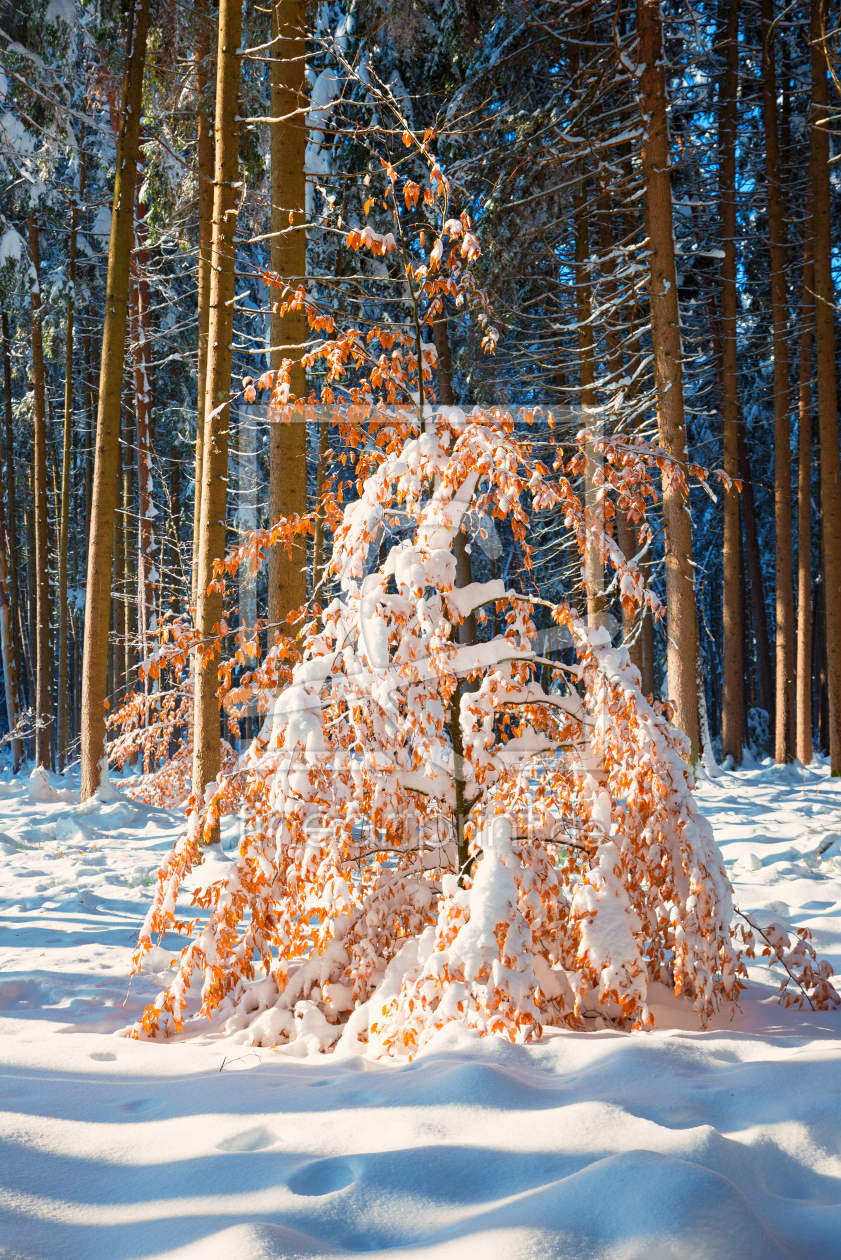 Bild-Nr.: 12803817 verschneite Buche im Winterwald erstellt von SusaZoom