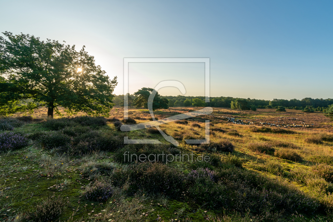 Bild-Nr.: 12808798 Morgenstimmung in der Westruper Heide erstellt von volker heide