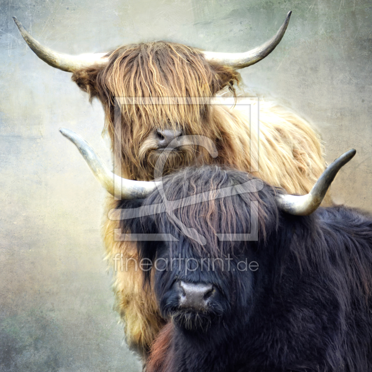 Bild-Nr.: 12814991 Zwei Zotteldamen erstellt von lucyliu