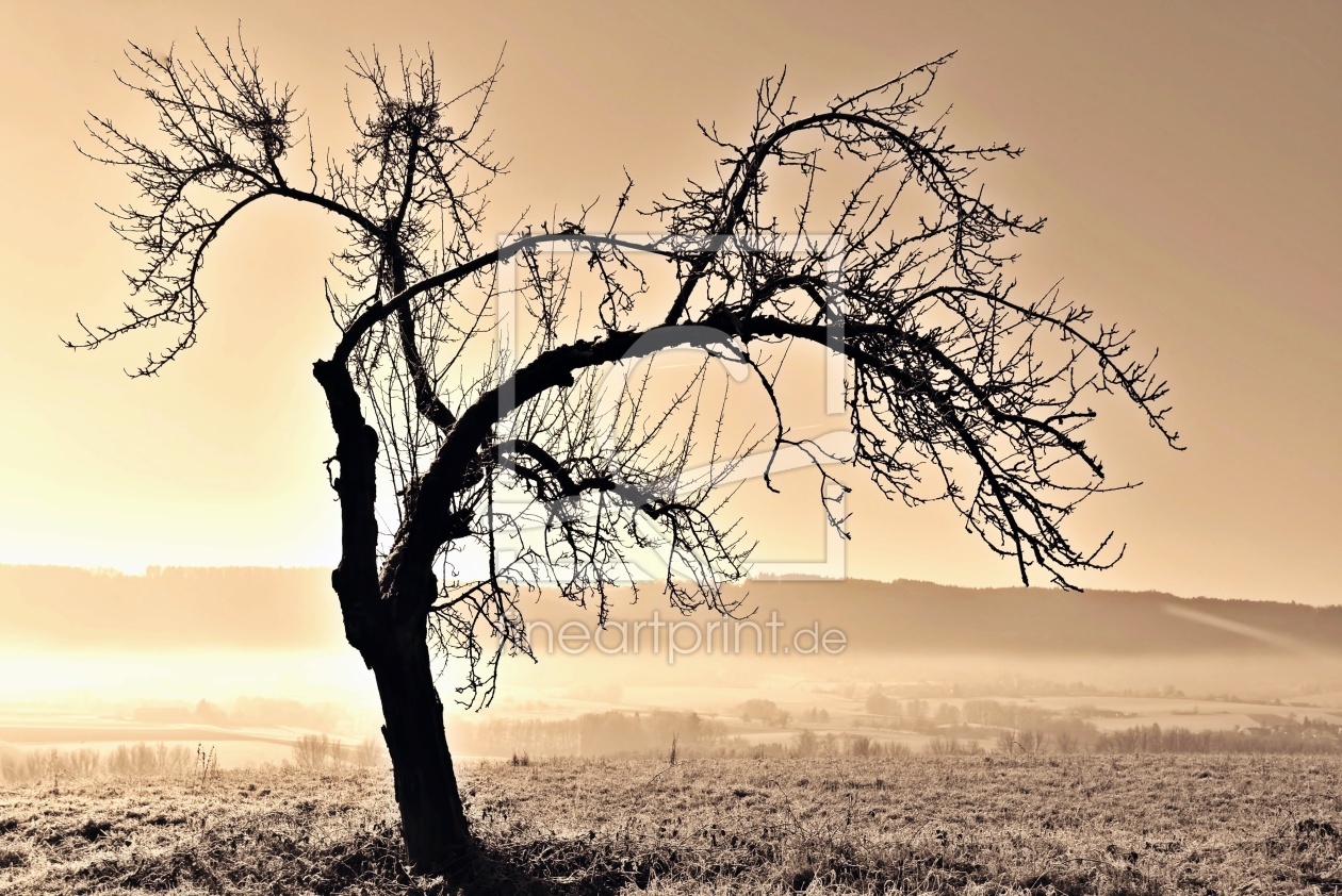 Bild-Nr.: 12816230 kalter Morgen erstellt von Schwob