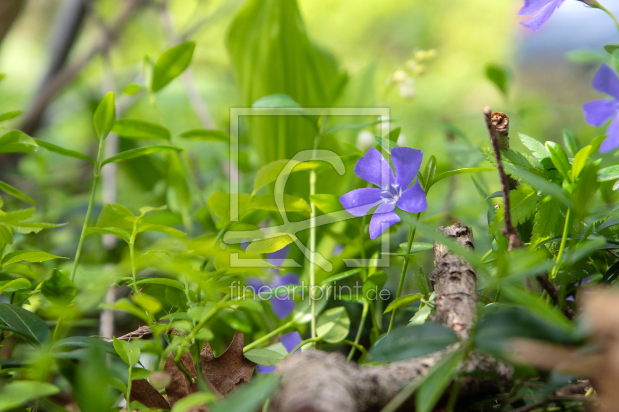 Bild-Nr.: 12818974 Kleines Immer Grün im Wald erstellt von Tanja Riedel
