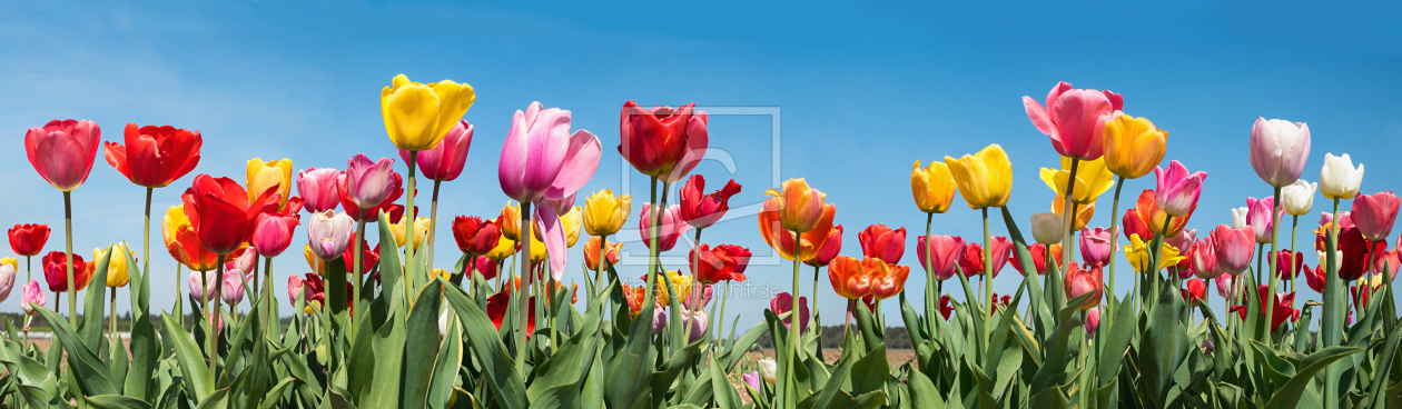 Bild-Nr.: 12822993 Tulpenpanorama IV erstellt von SusaZoom