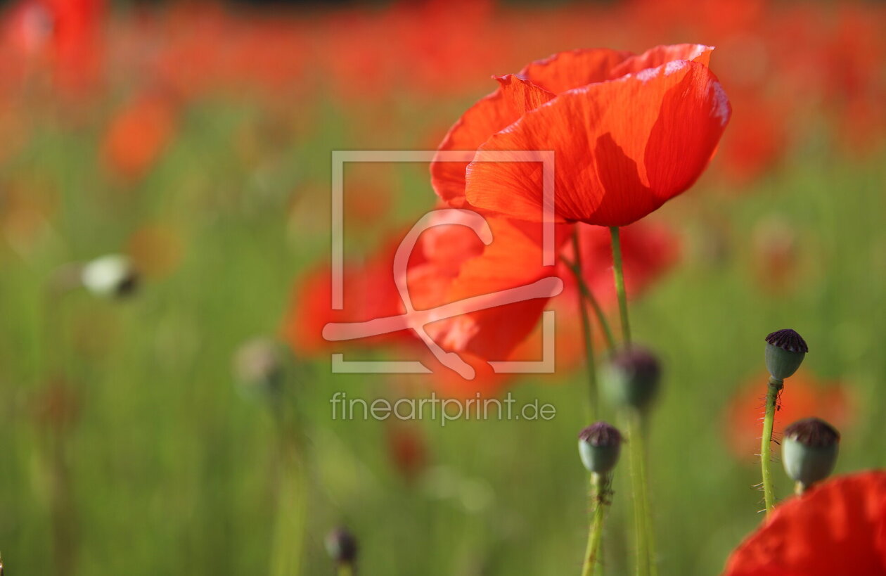Bild-Nr.: 12828010 Roter Mohn erstellt von Heike  Hultsch