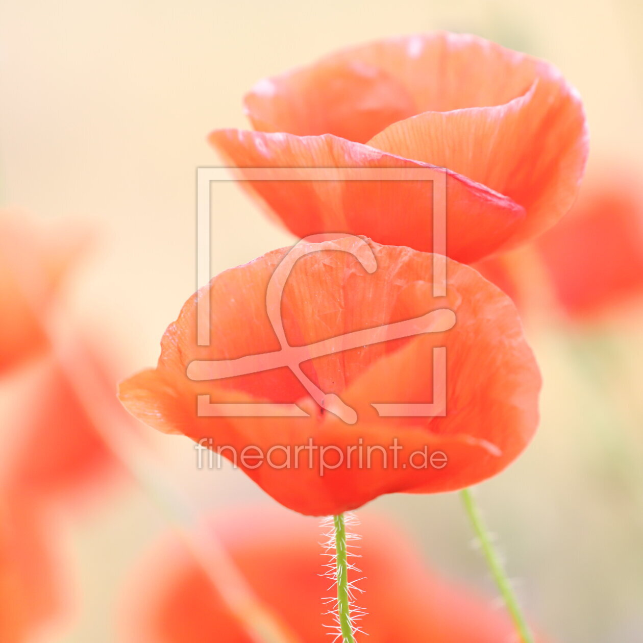 Bild-Nr.: 12829220 Mohn erstellt von Heike  Hultsch