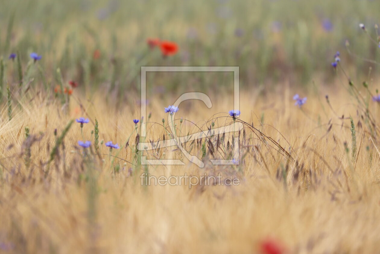 Bild-Nr.: 12829221 Mohn und Kornblumen erstellt von Heike  Hultsch