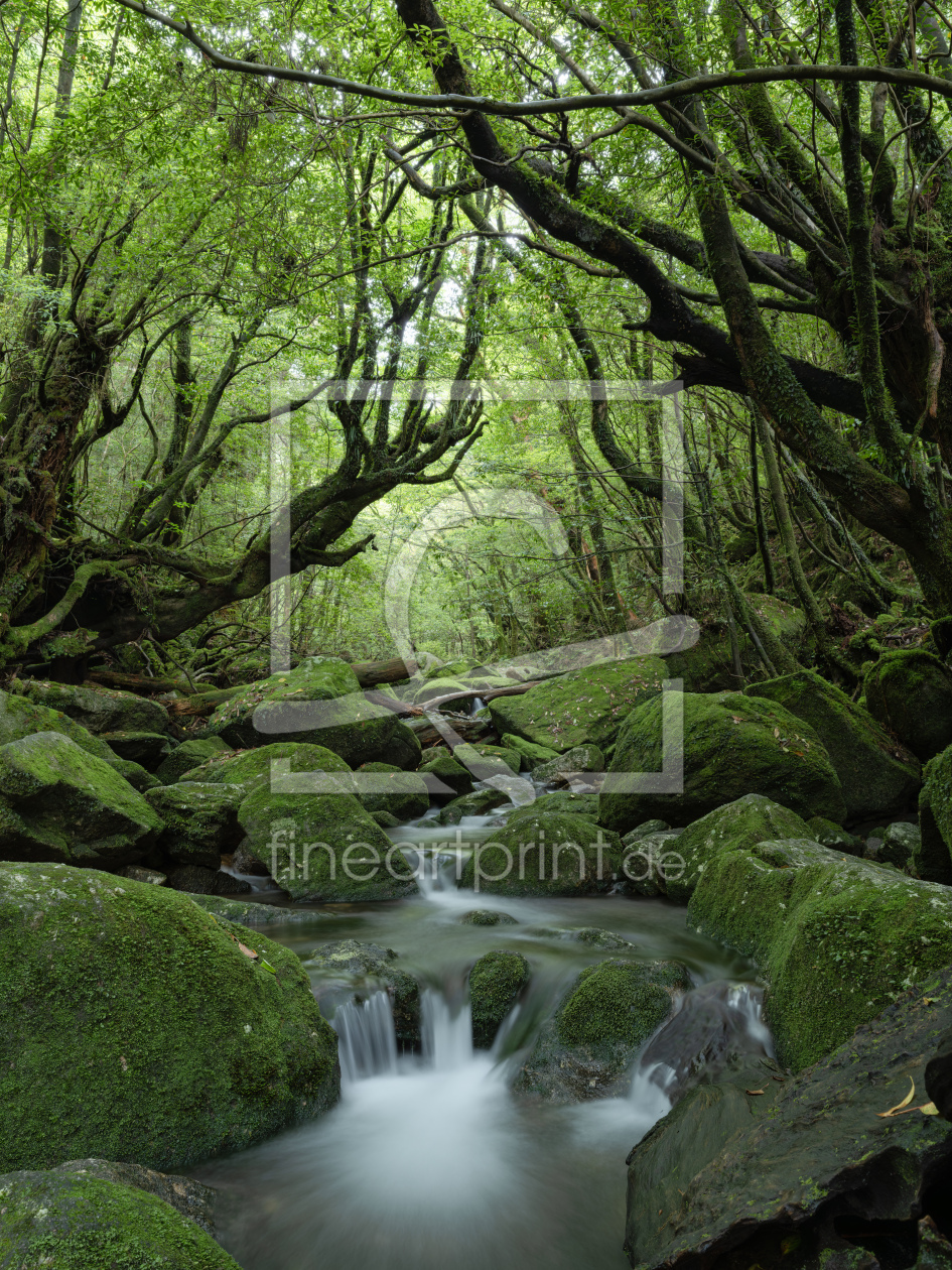 Bild-Nr.: 12830314 Bachlauf im Wald erstellt von eyetronic