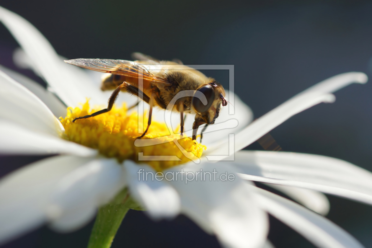 Bild-Nr.: 12831167 Bee happy erstellt von youhaveadream