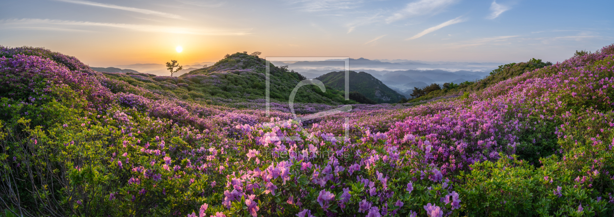 Bild-Nr.: 12833177 Azaleenblüte in Südkorea erstellt von eyetronic
