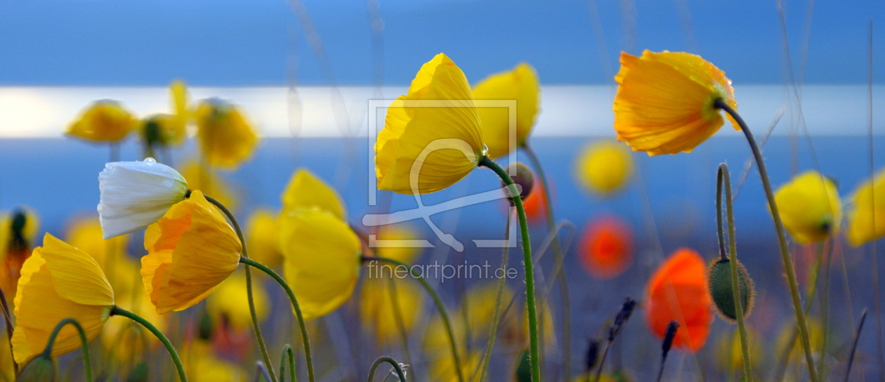 Bild-Nr.: 12835300 Mohn am See erstellt von GUGIGEI