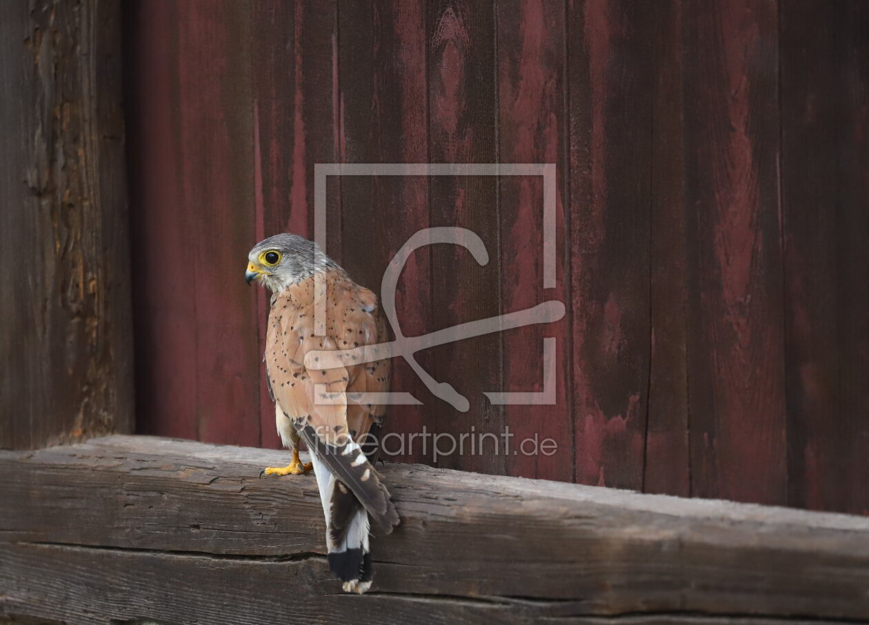 Bild-Nr.: 12837851 Turmfalke Jungvogel 1 erstellt von Heike  Hultsch