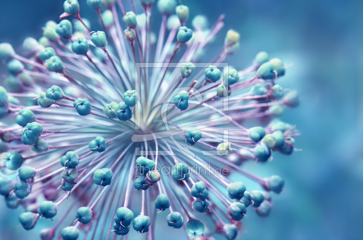 Bild-Nr.: 12838496 Allium erstellt von Atteloi