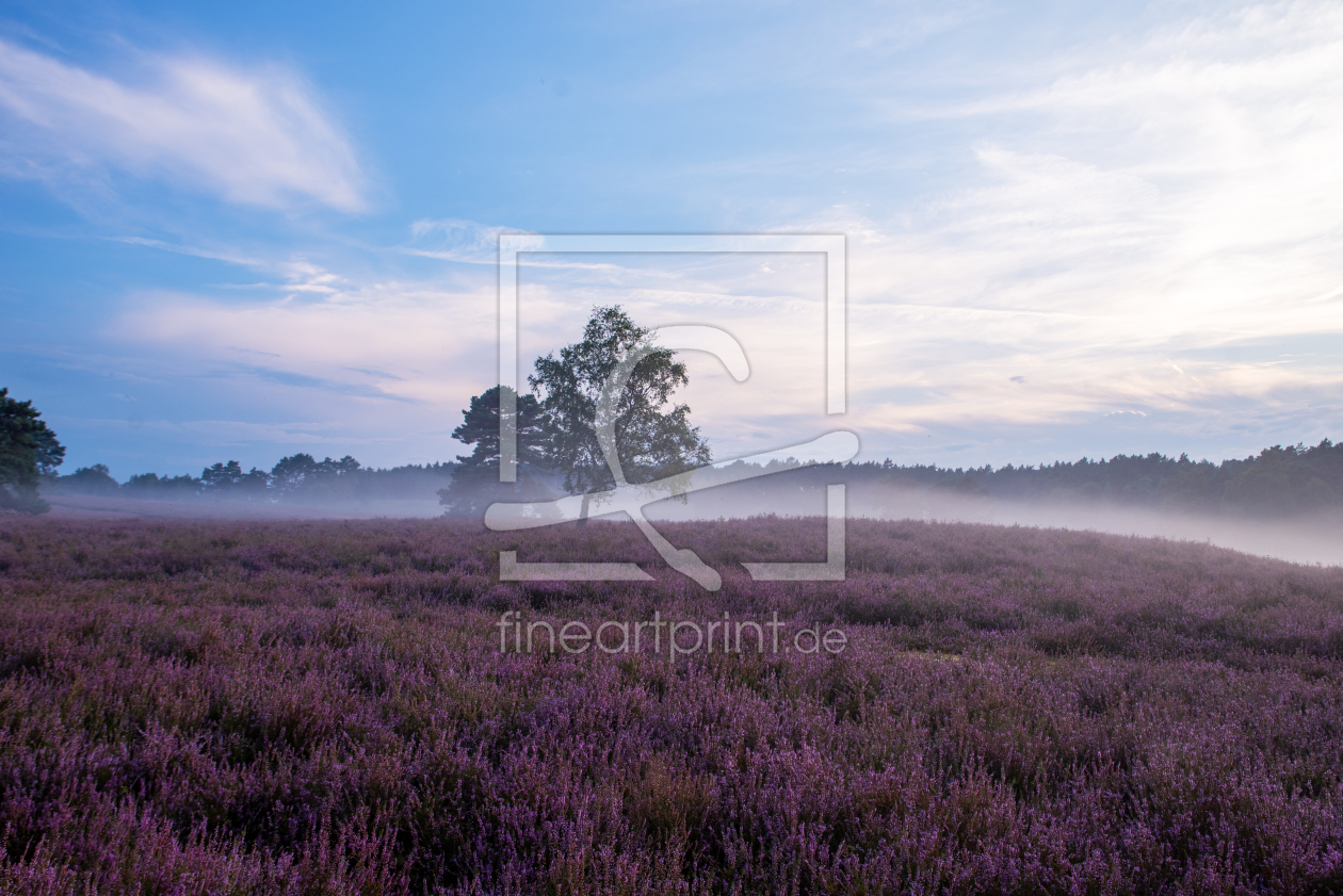 Bild-Nr.: 12839582 Bodennebel über der Heideblüte erstellt von Tanja Riedel