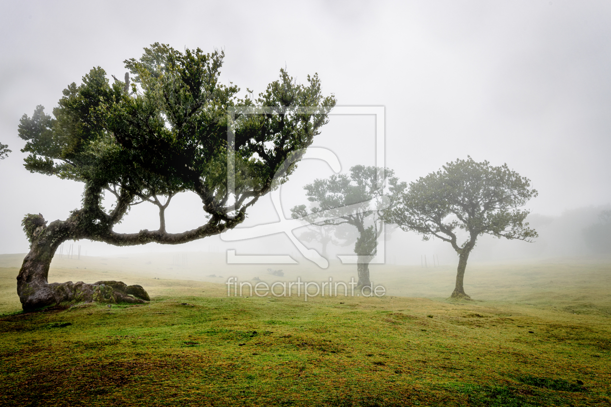 Bild-Nr.: 12840968 Fanal Forest auf Madeira erstellt von DirkR