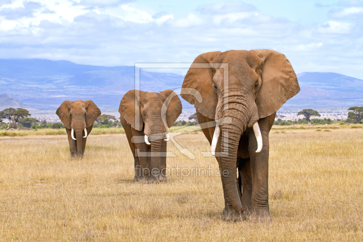 Bild-Nr.: 12842904 Drei Elefanten am Fuß des Kilimanjaro erstellt von Safarifotografie