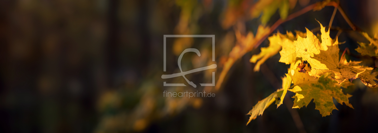 Bild-Nr.: 12843728 Gelbe Herbstblätter auf dunklem Hintergrund  erstellt von Smileus
