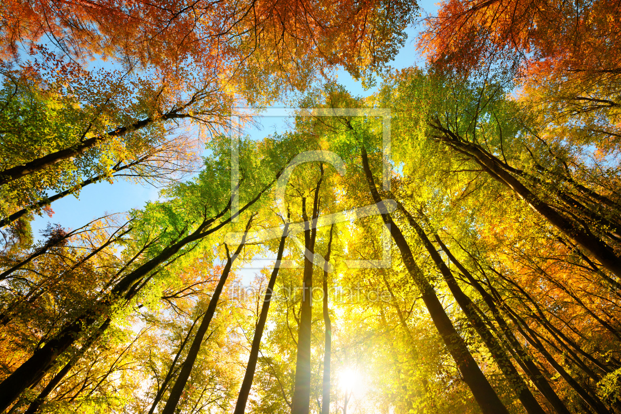 Bild-Nr.: 12843820 Herbstfarben auf dem Blätterdach hoher Bäume erstellt von Smileus