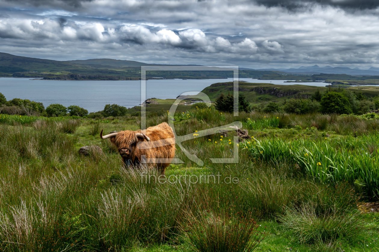 Bild-Nr.: 12844453 Hochlandrind auf der Isle of Skye in Schottland erstellt von grafxart