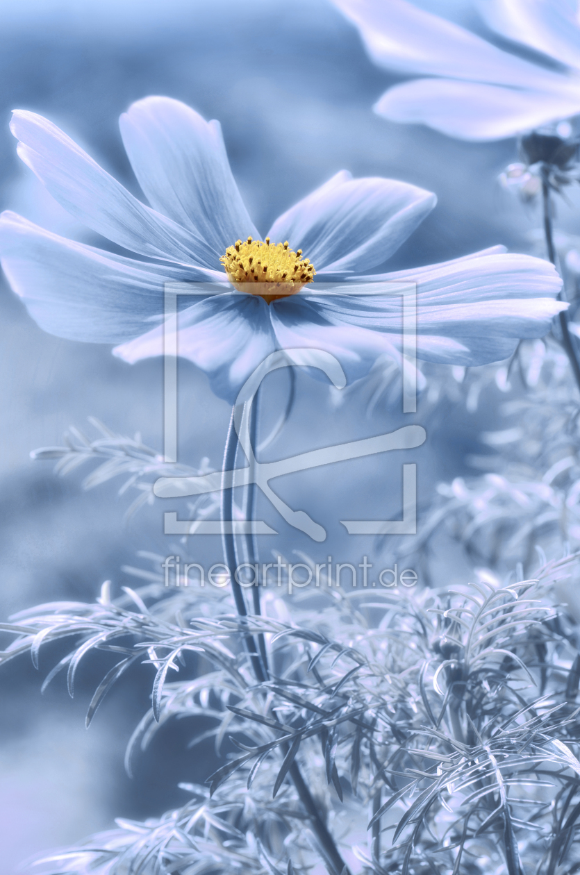 Bild-Nr.: 12846491 Cosmea erstellt von Atteloi