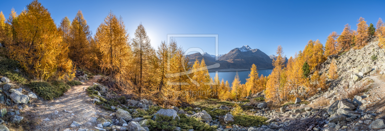 Bild-Nr.: 12847319 Goldene Lärchenbäume am Silsersee erstellt von eyetronic