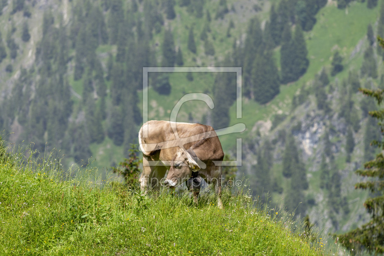 Bild-Nr.: 12848636 Allgäuer Braunvieh erstellt von Walter G. Allgöwer