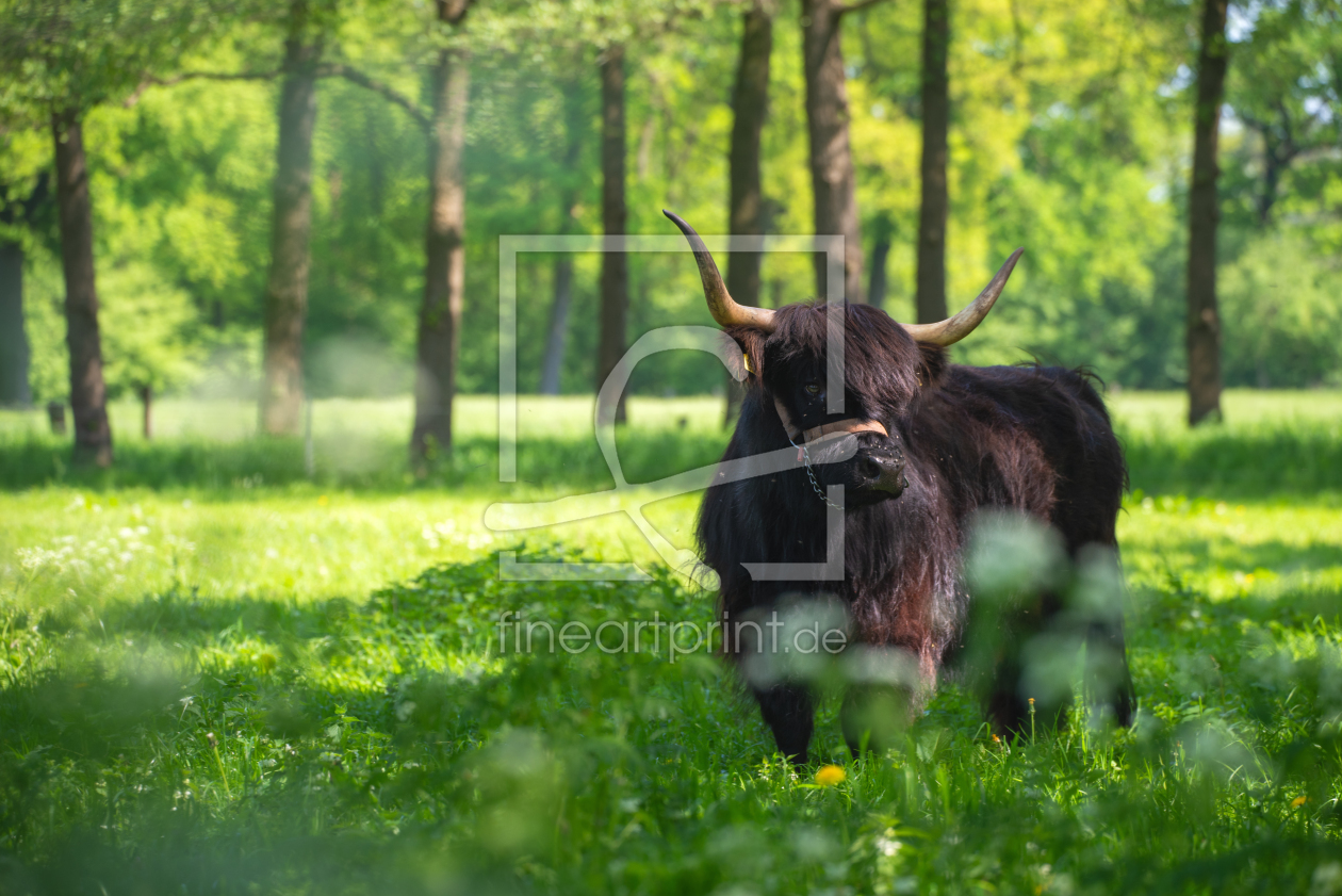 Bild-Nr.: 12849372 Highland Rind auf der Sommerwiese erstellt von Tanja Riedel