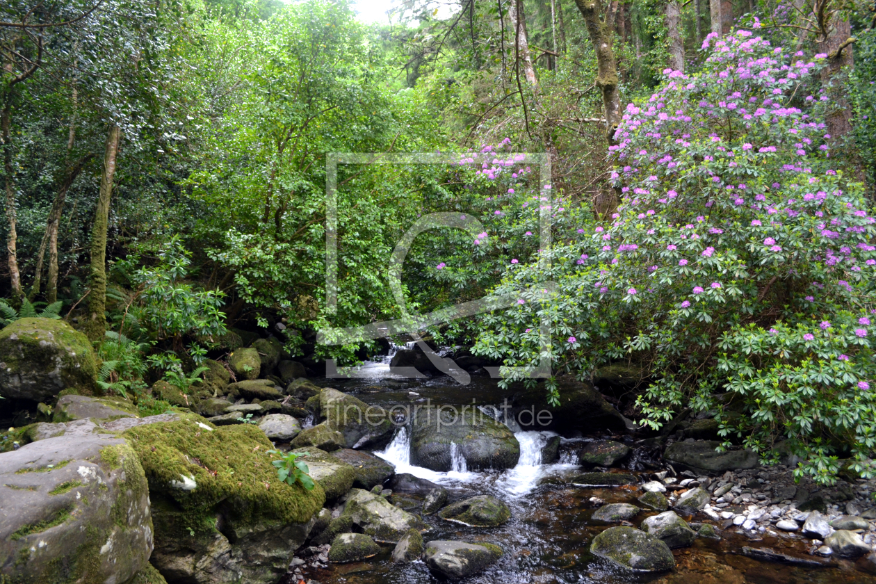 Bild-Nr.: 12852278 Killarney National Park erstellt von SchmidtArt