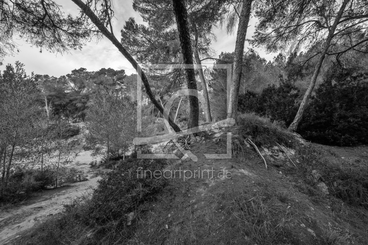 Bild-Nr.: 12852615 Wald in einem ehemaligen Steinbruch auf Mallorca erstellt von volker heide