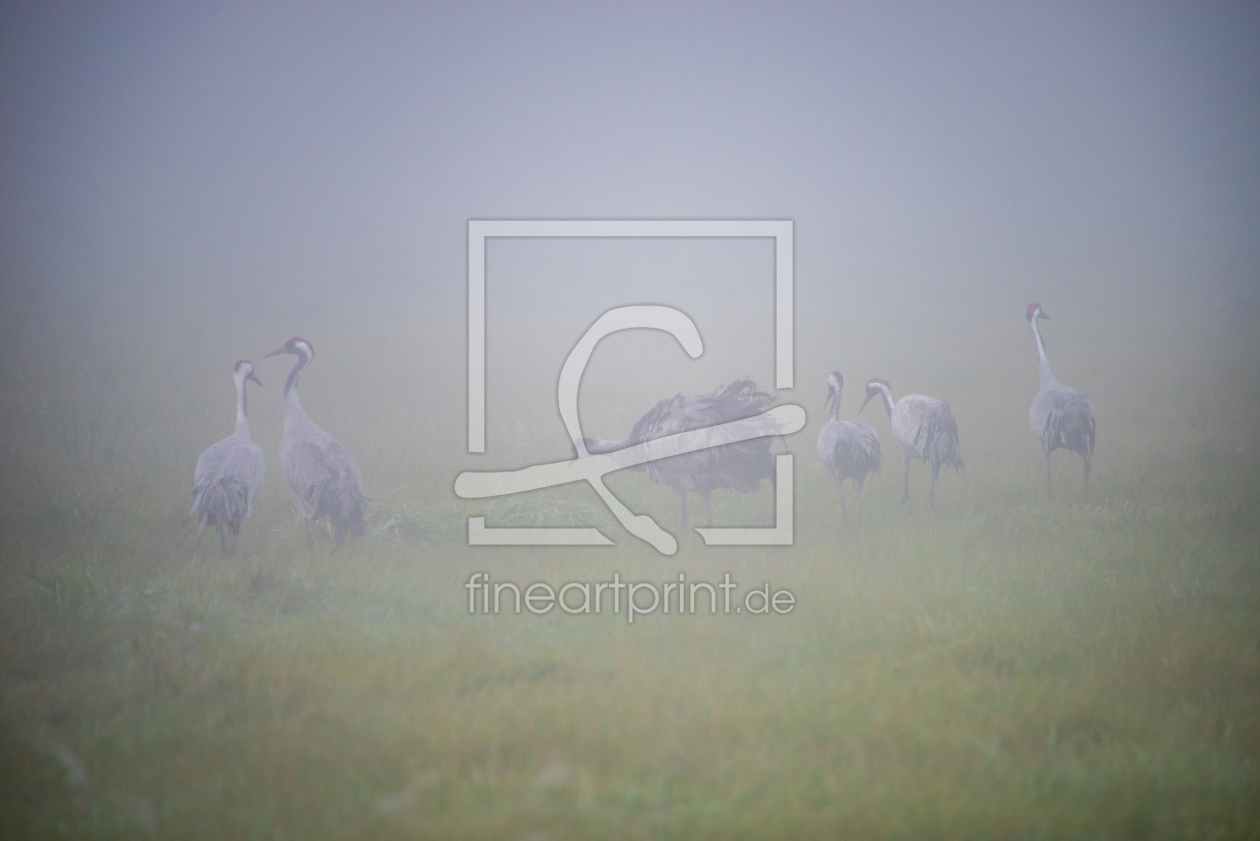 Bild-Nr.: 12854239 Kraniche in einer Nebellandschaft erstellt von Tanja Riedel