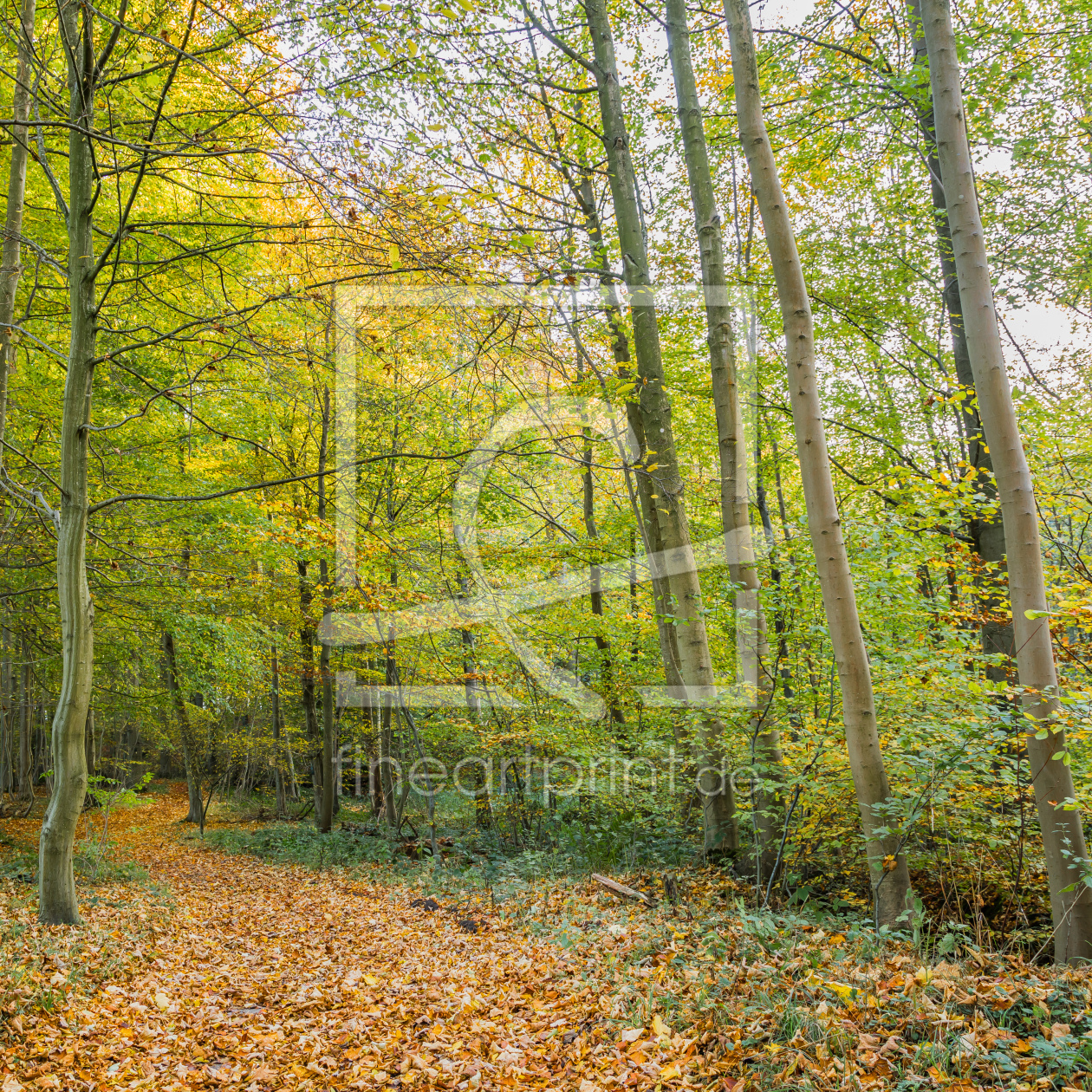 Bild-Nr.: 12857216 Waldweg in die Tiefe  erstellt von Ursula Reins