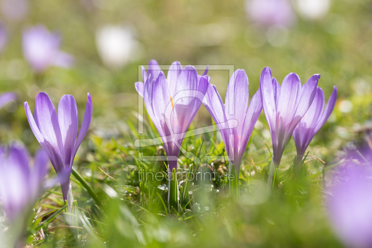 Bild-Nr.: 12857457 Zarte Krokusblüten II erstellt von SusaZoom