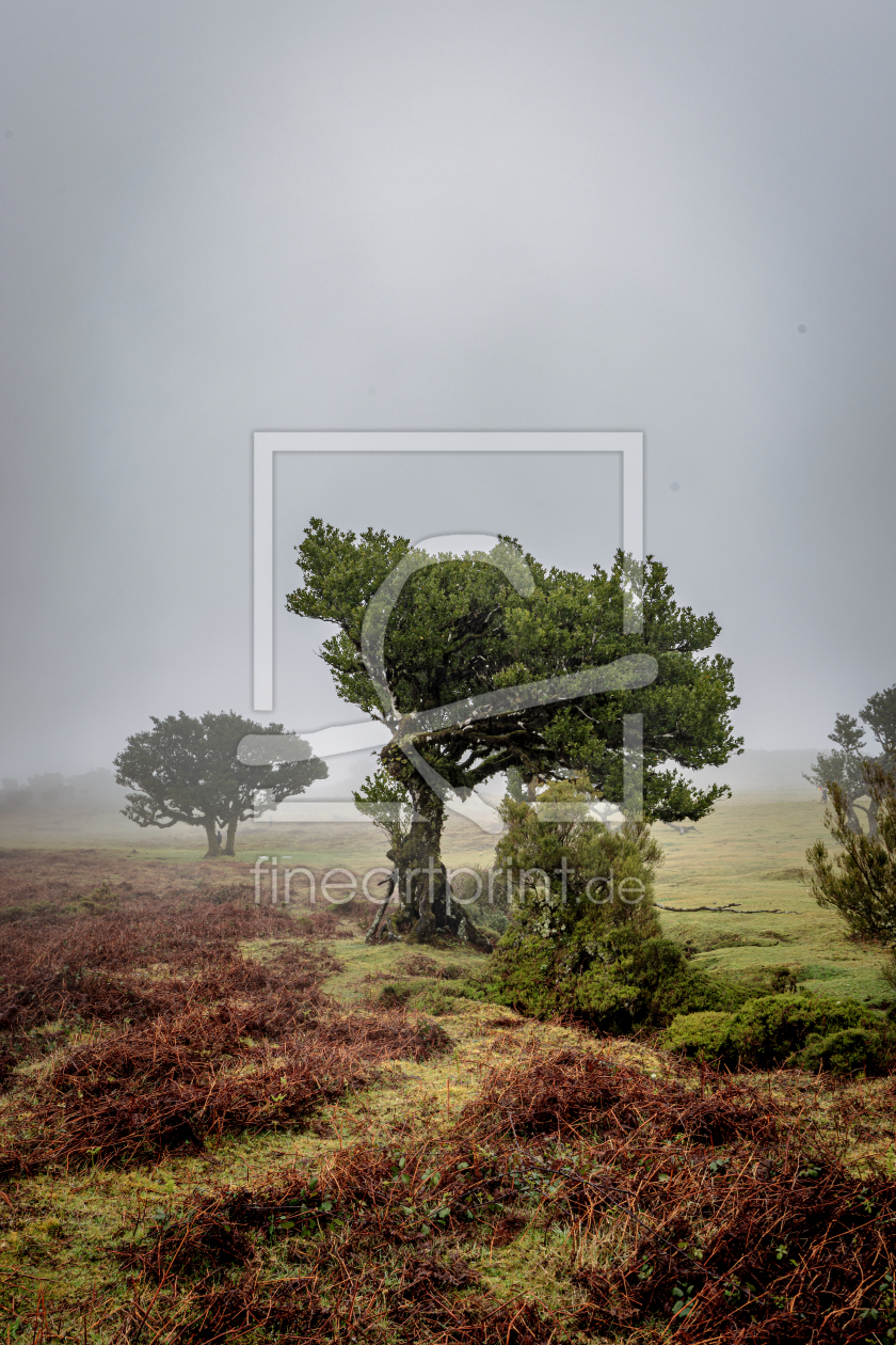 Bild-Nr.: 12861889 Fanal Forest erstellt von DirkR