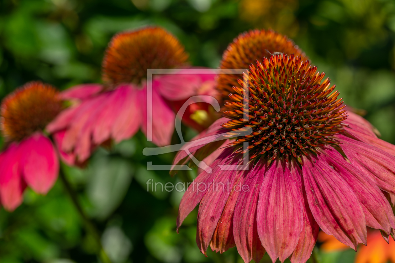 Bild-Nr.: 12874031 Echinacea zur Sommerzeit erstellt von volker heide