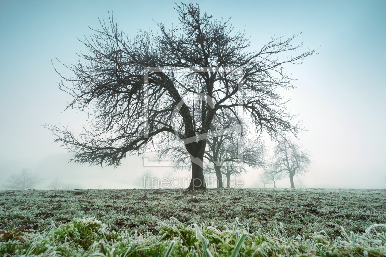 Bild-Nr.: 12877439 Kahler Baum auf einer gefrorenen nebligen Wiese  erstellt von Smileus