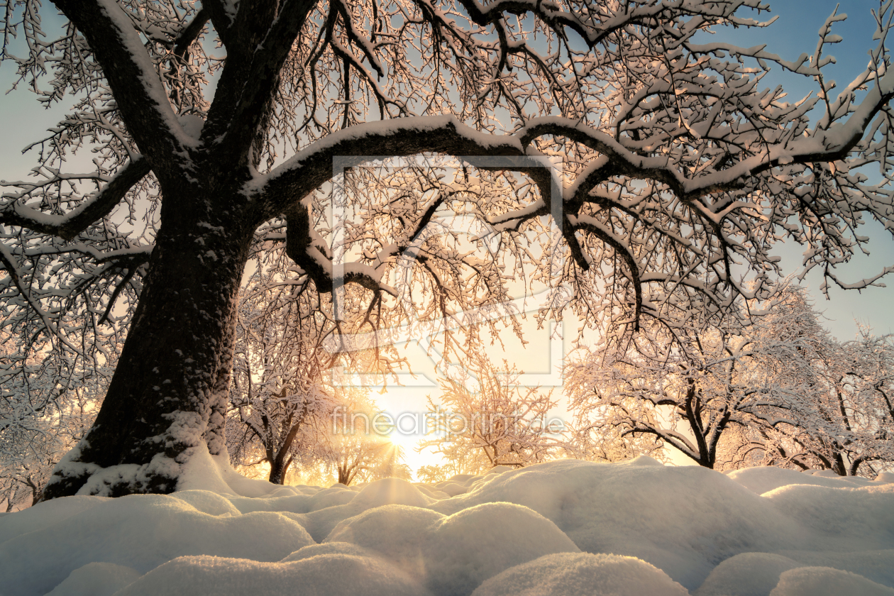 Bild-Nr.: 12877489 Baum im wunderschönen Schnee auf einem Feld erstellt von Smileus