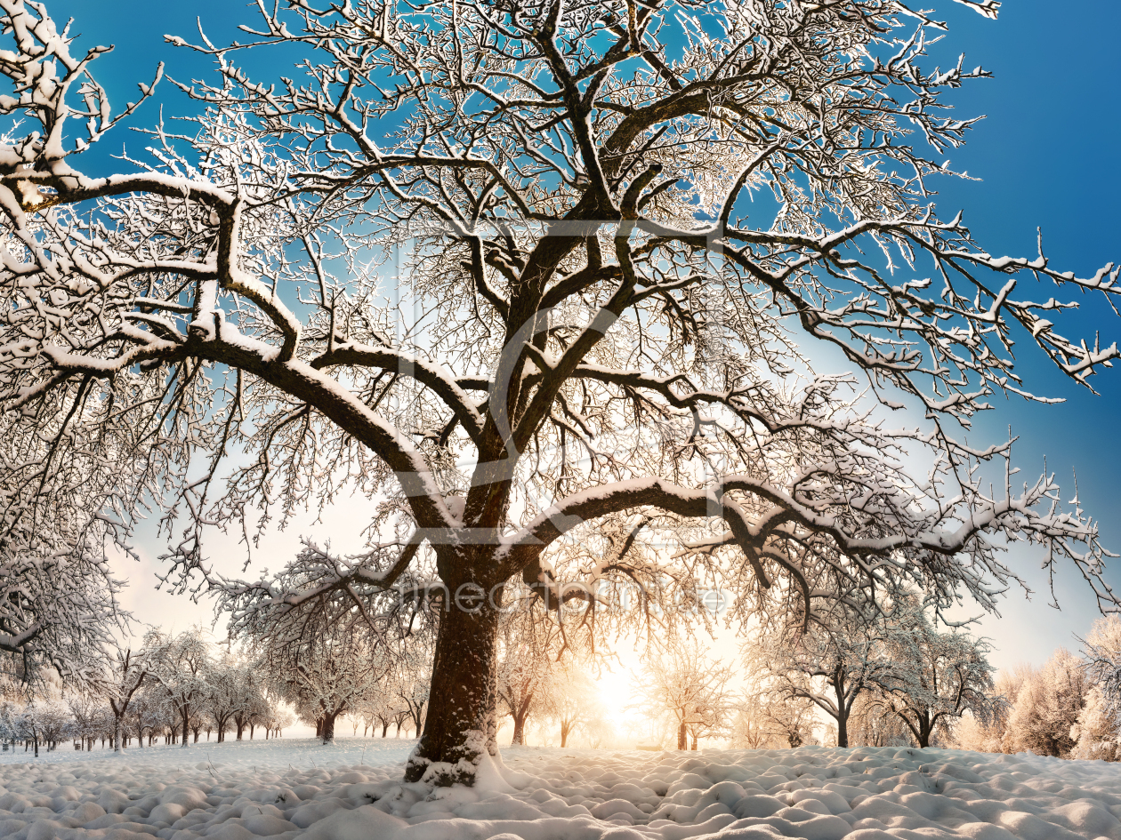 Bild-Nr.: 12877620 Baum im wunderschönen Schnee mit tiefblauem Himmel erstellt von Smileus